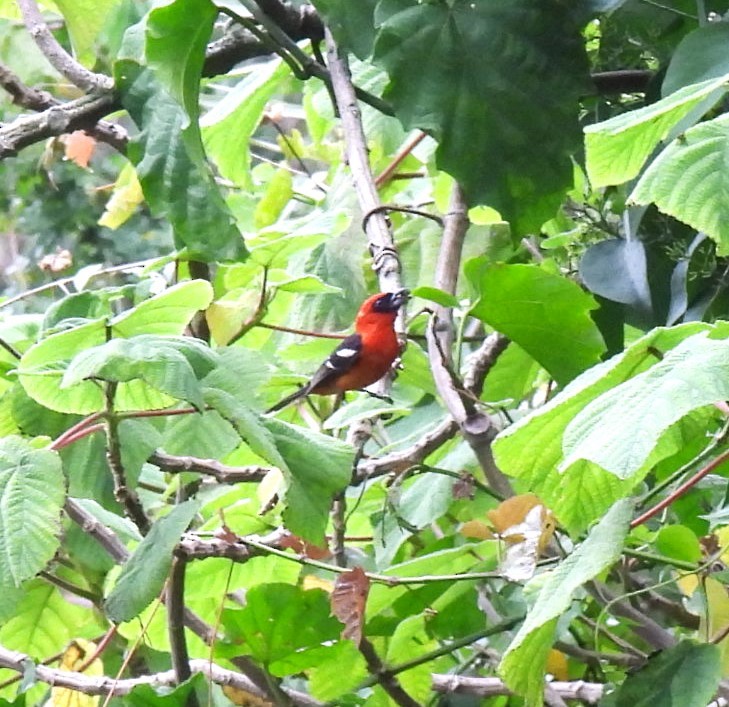 White-winged Tanager - ML620149828