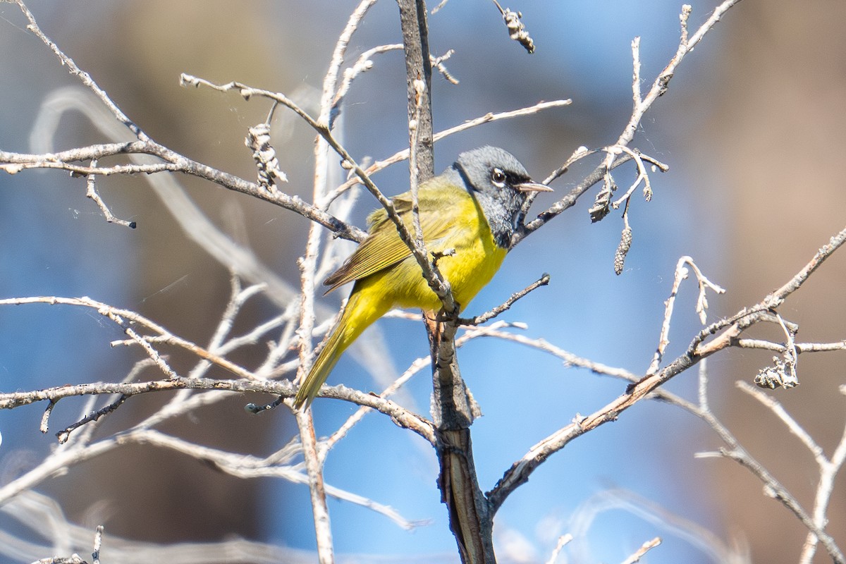 MacGillivray's Warbler - ML620149831