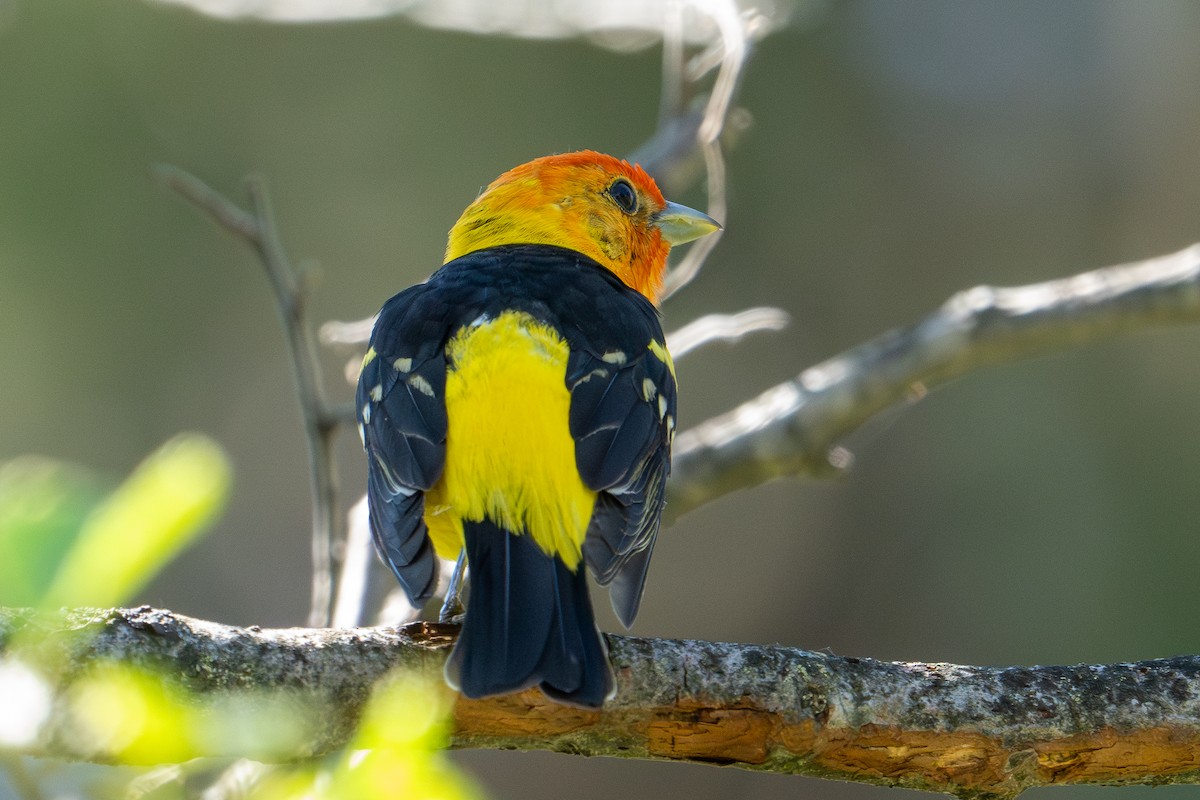 Western Tanager - ML620149835