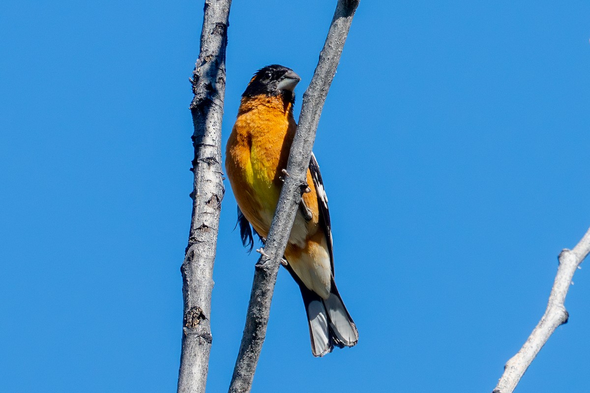 Black-headed Grosbeak - ML620149839