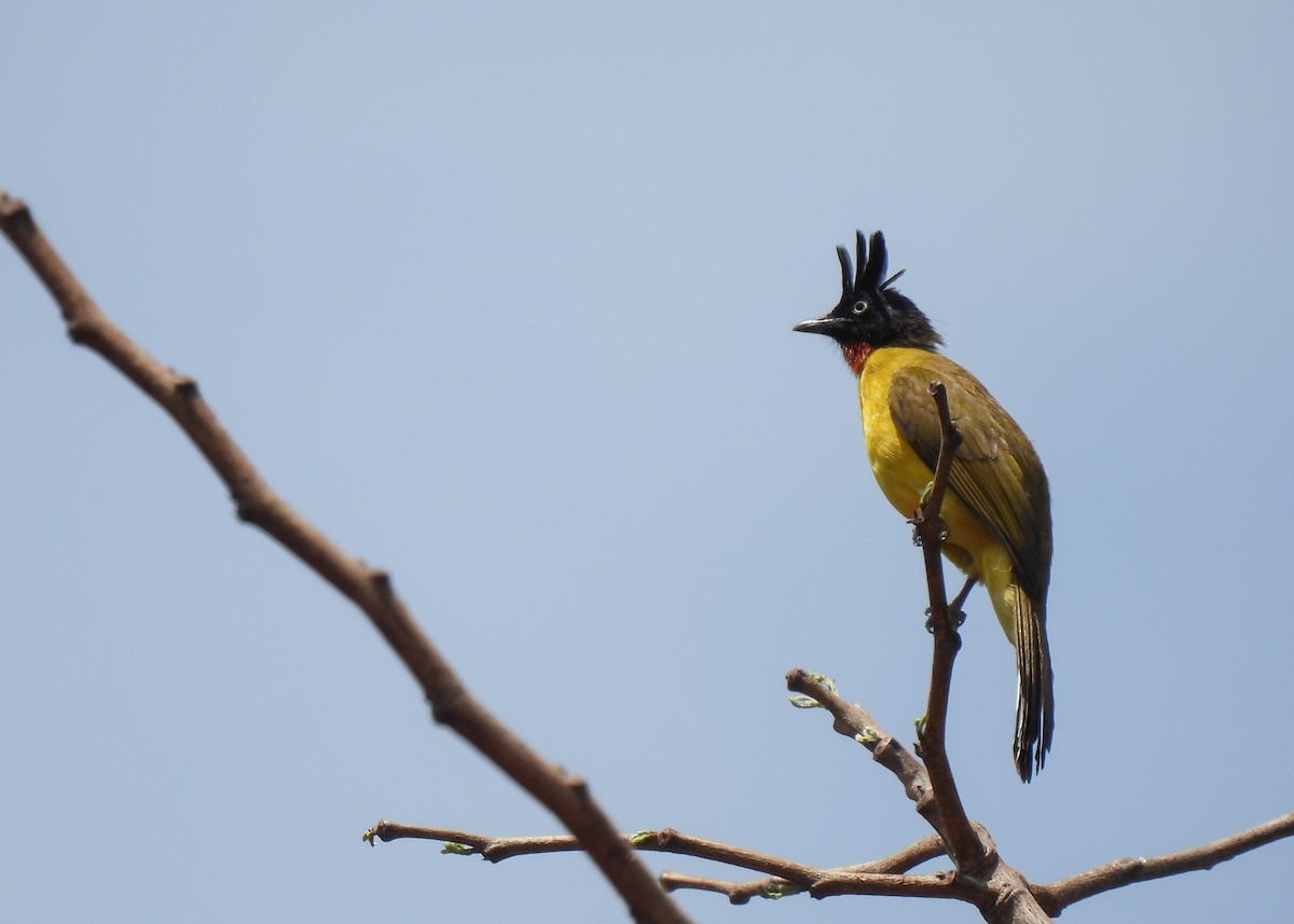 Bulbul à huppe noire - ML620149845