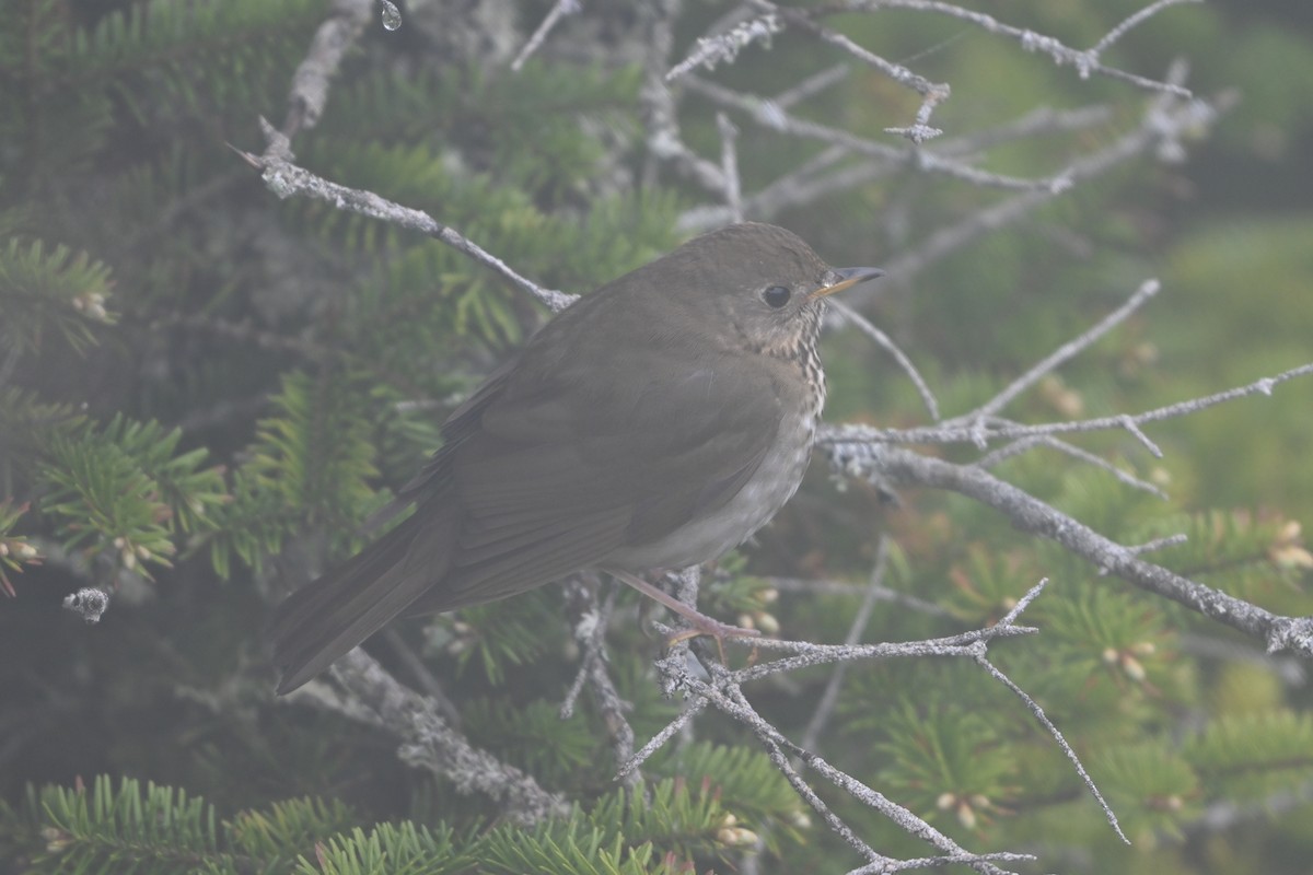 Bicknell's Thrush - ML620149848