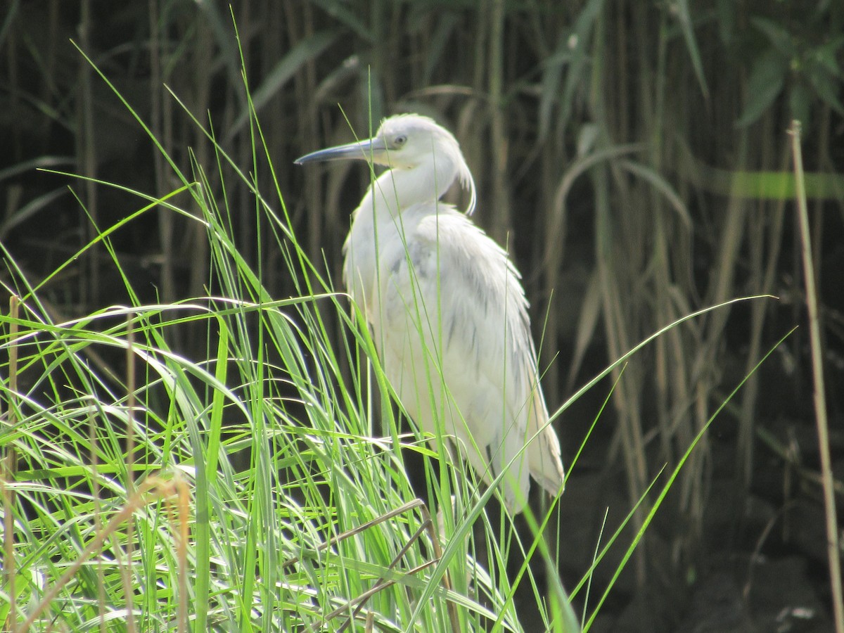 Little Blue Heron - ML620149859