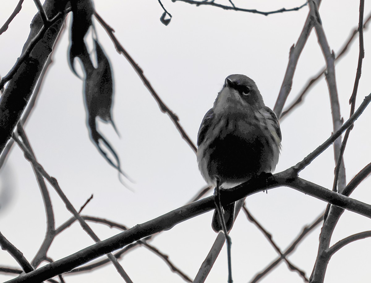 Yellow-rumped Warbler - ML620149868