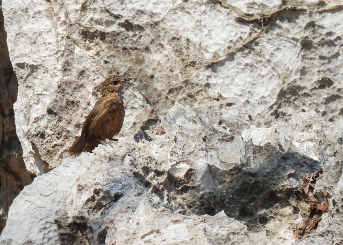 Rufous Limestone Babbler - ML620149906