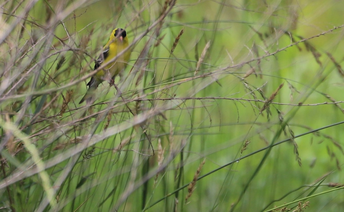 American Goldfinch - ML620149914