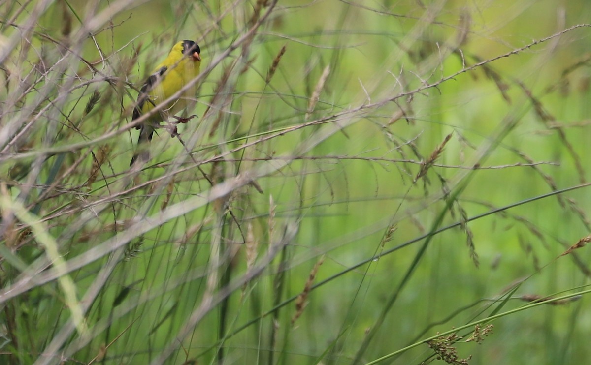 American Goldfinch - ML620149921