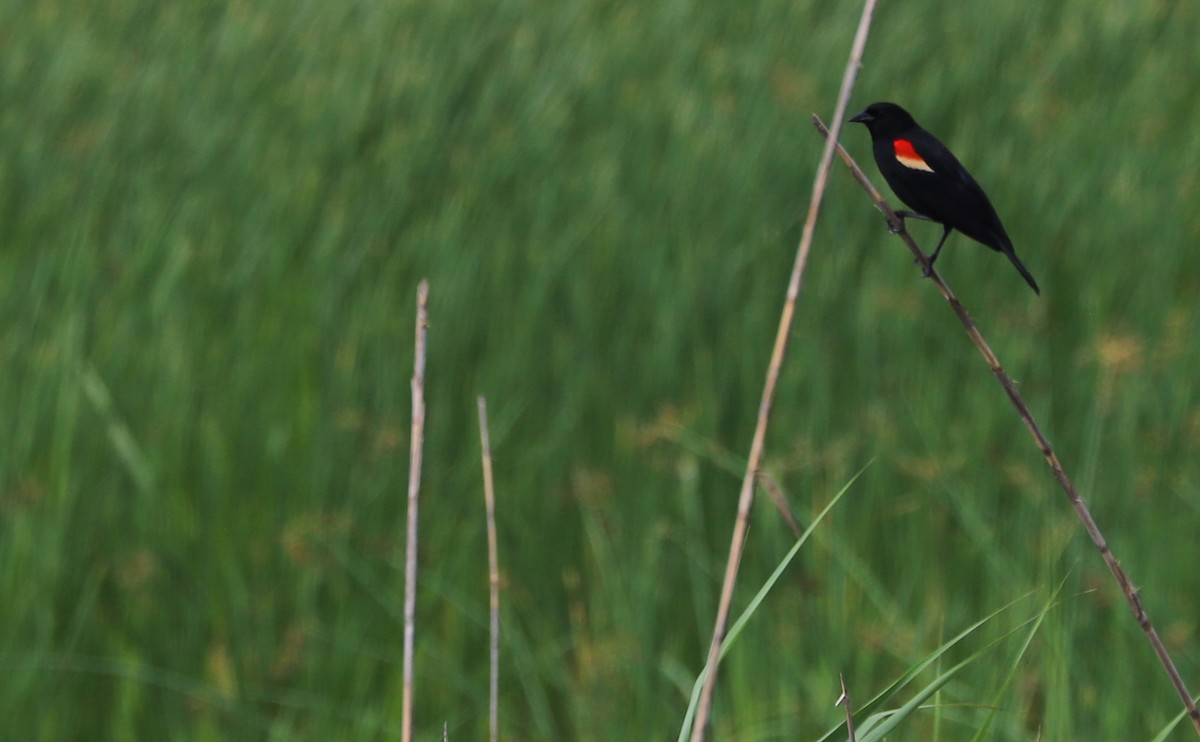 Red-winged Blackbird (Red-winged) - ML620149948