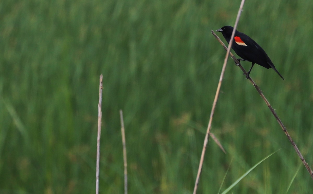 Red-winged Blackbird (Red-winged) - ML620149949