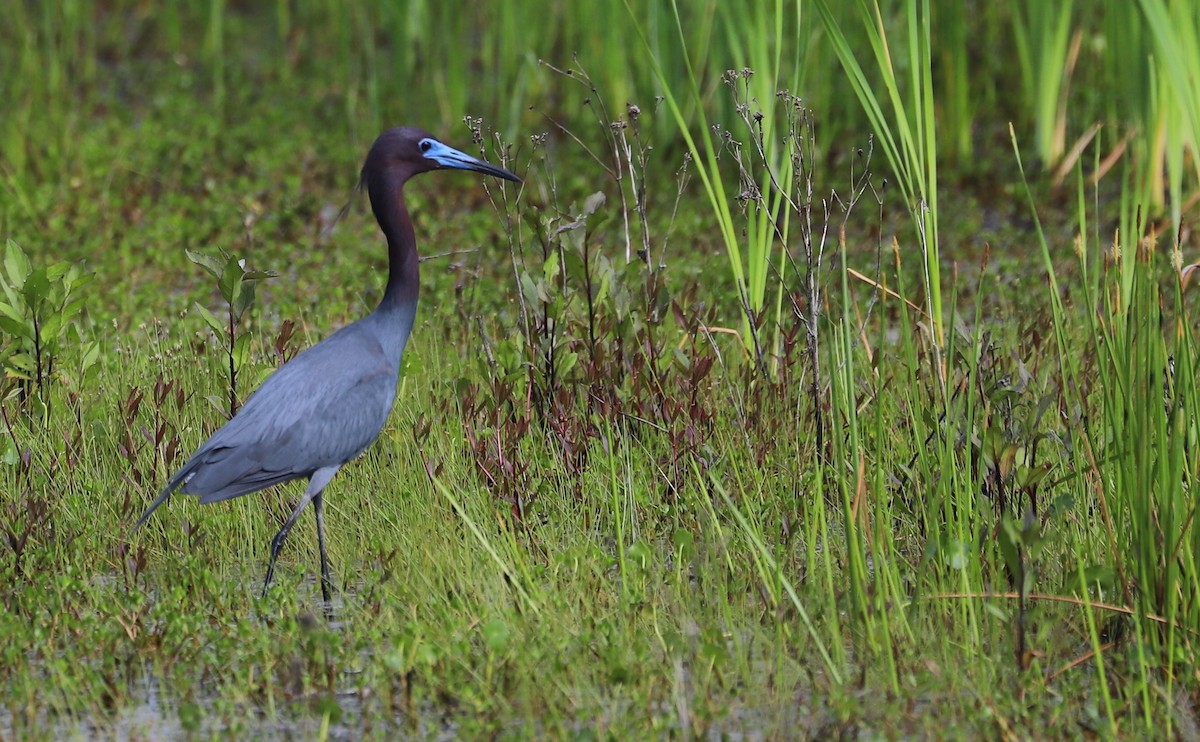 Little Blue Heron - ML620149962