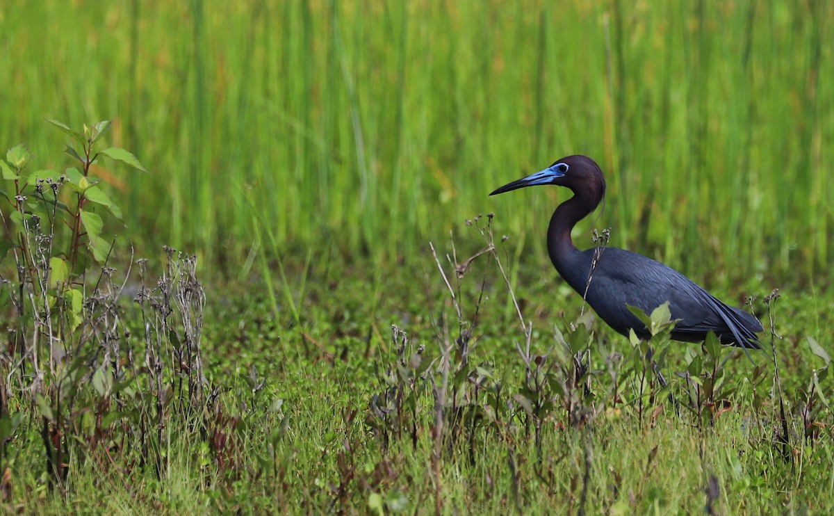 Little Blue Heron - ML620149977