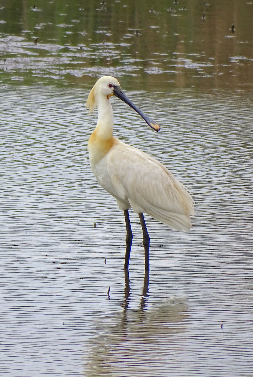 Eurasian Spoonbill - ML620149983