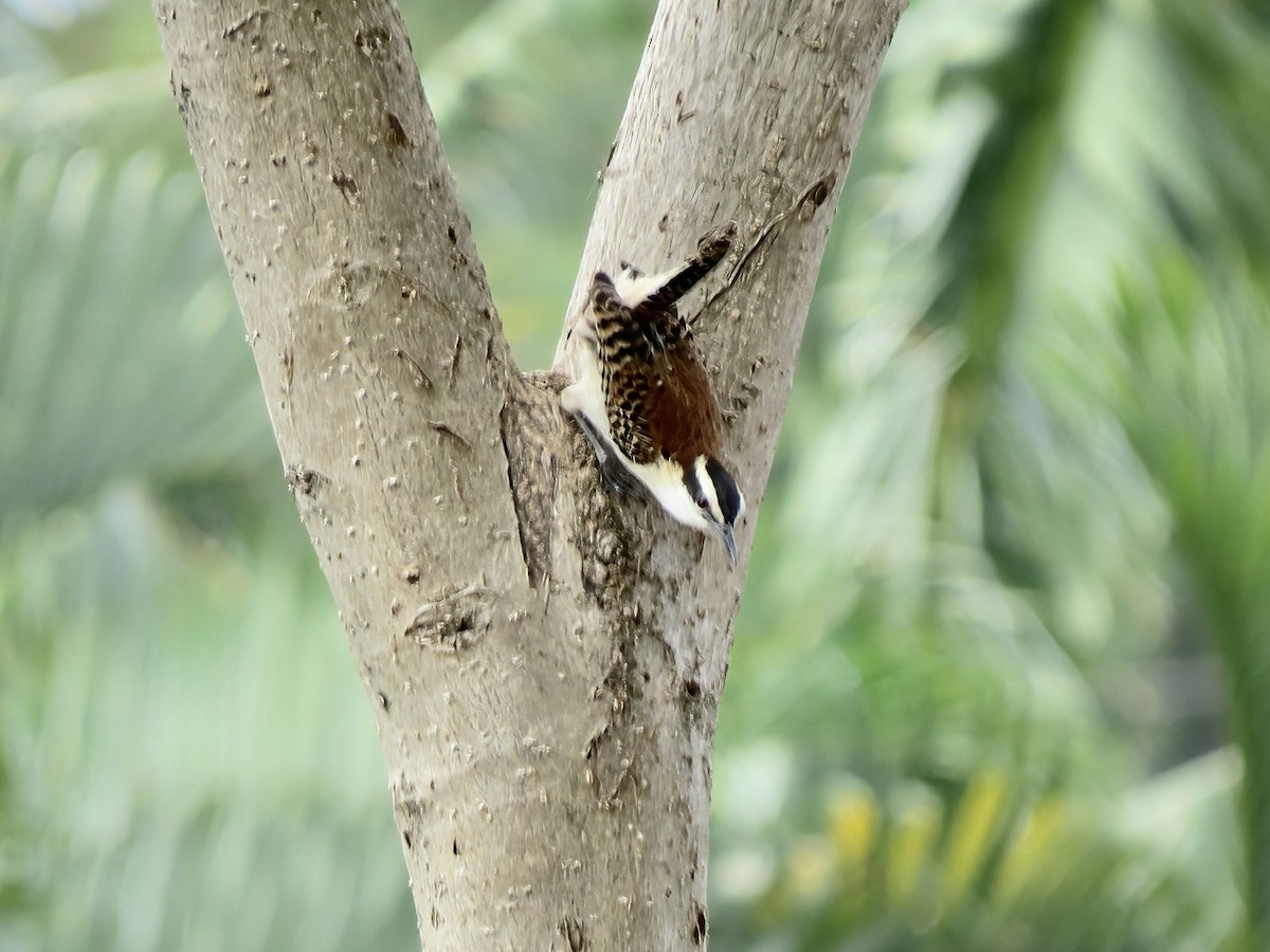 Rufous-naped Wren - ML620150012