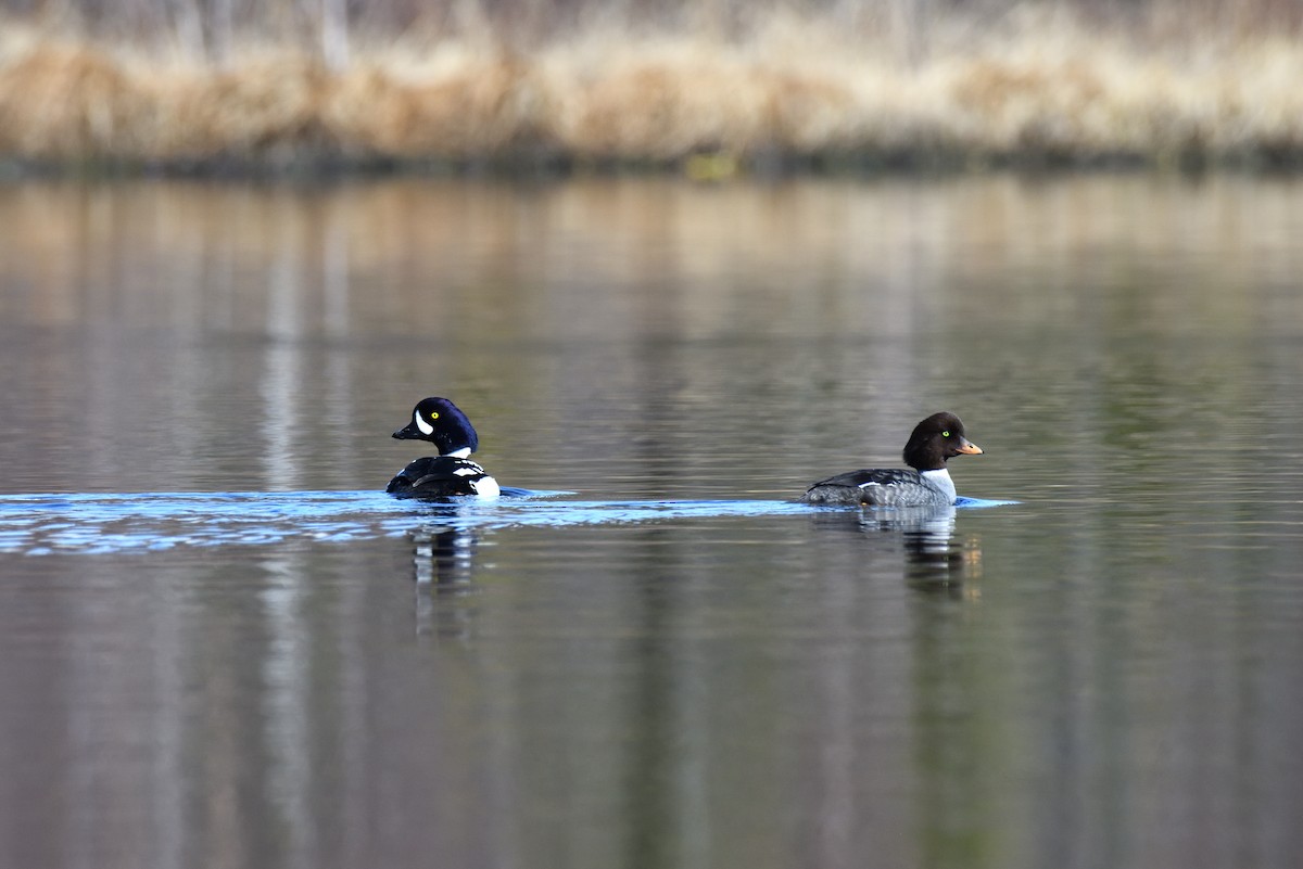 Barrow's Goldeneye - ML620150020