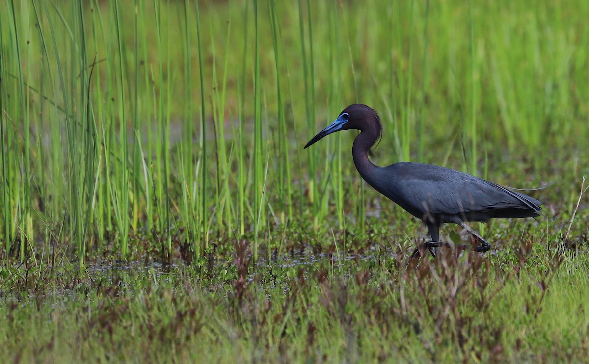 Little Blue Heron - ML620150022