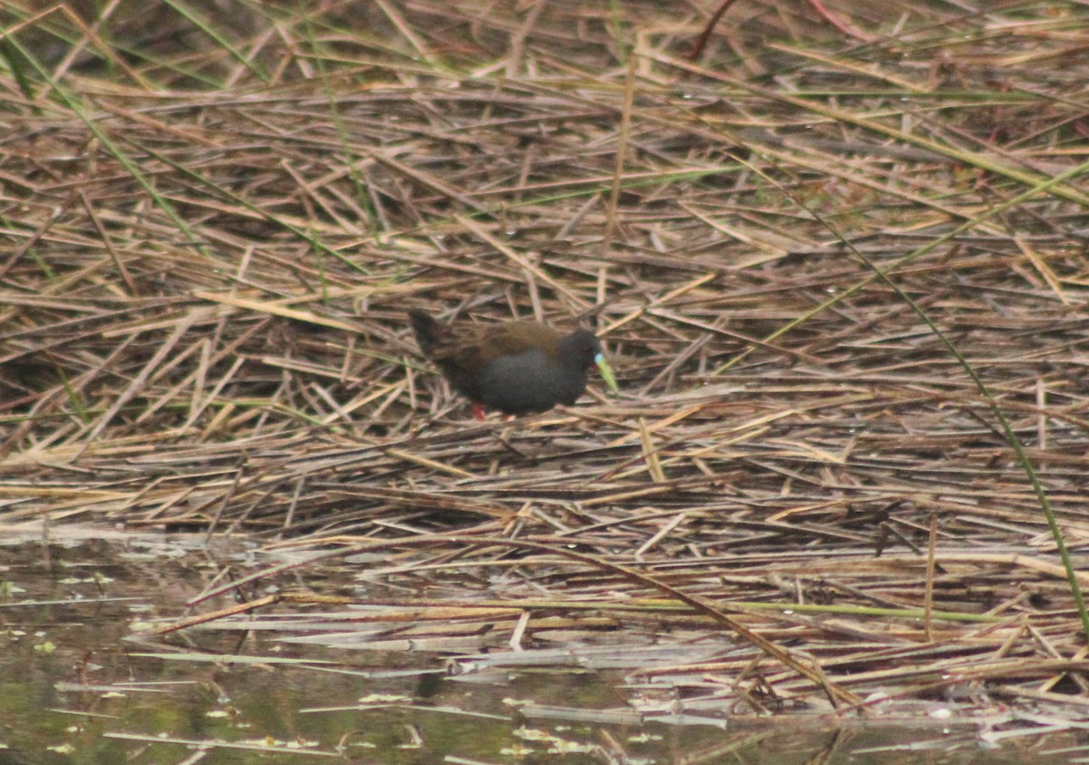 Plumbeous Rail - ML620150023