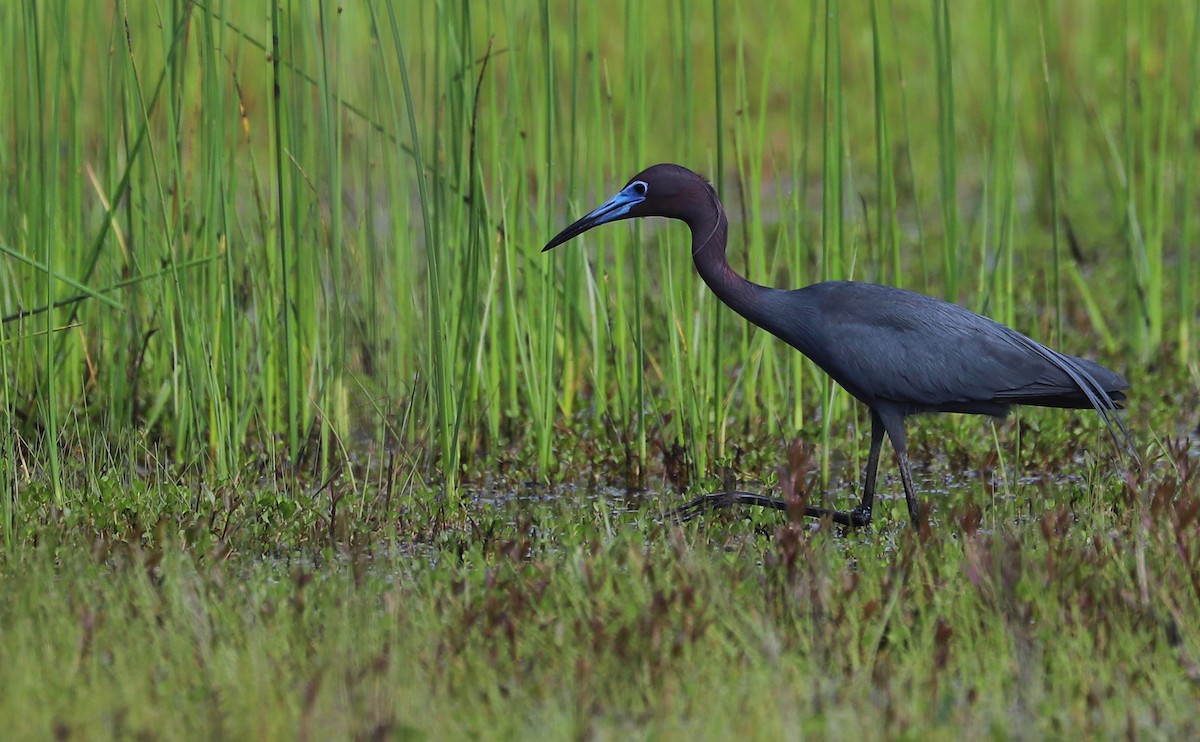 Little Blue Heron - Rob Bielawski