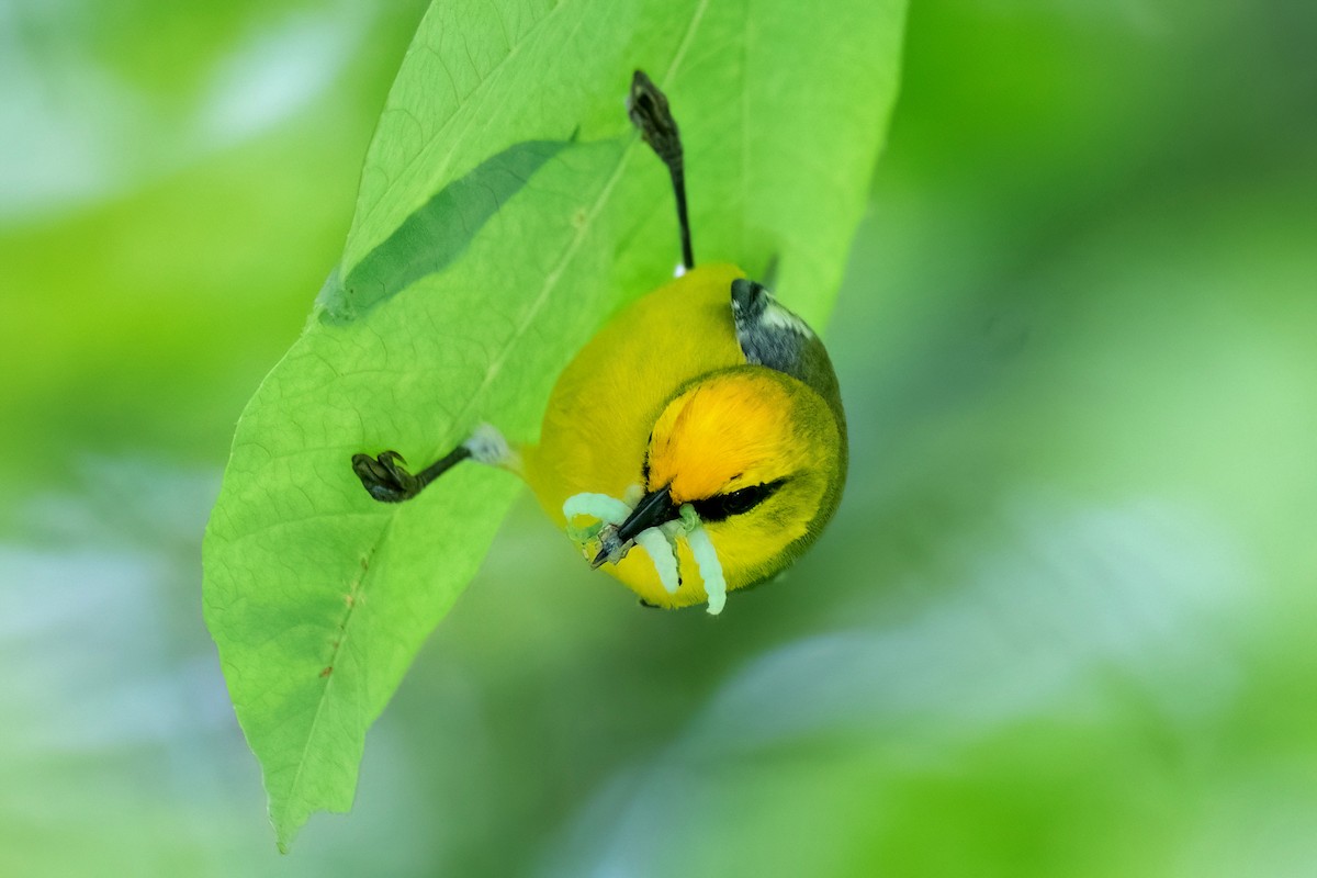 Blue-winged Warbler - Sue Barth