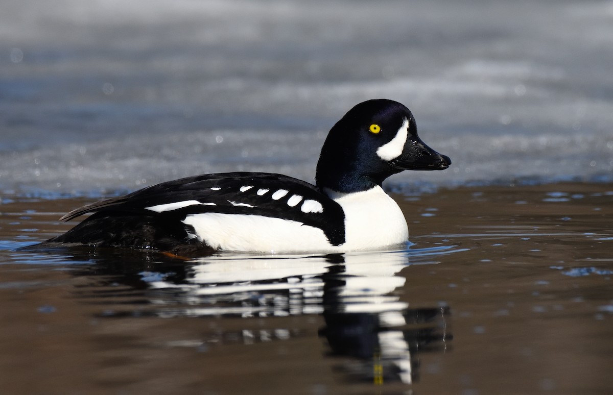 Barrow's Goldeneye - ML620150027