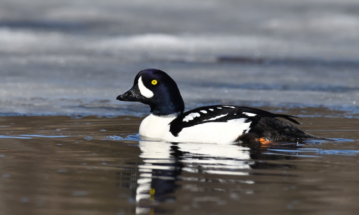 Barrow's Goldeneye - ML620150031