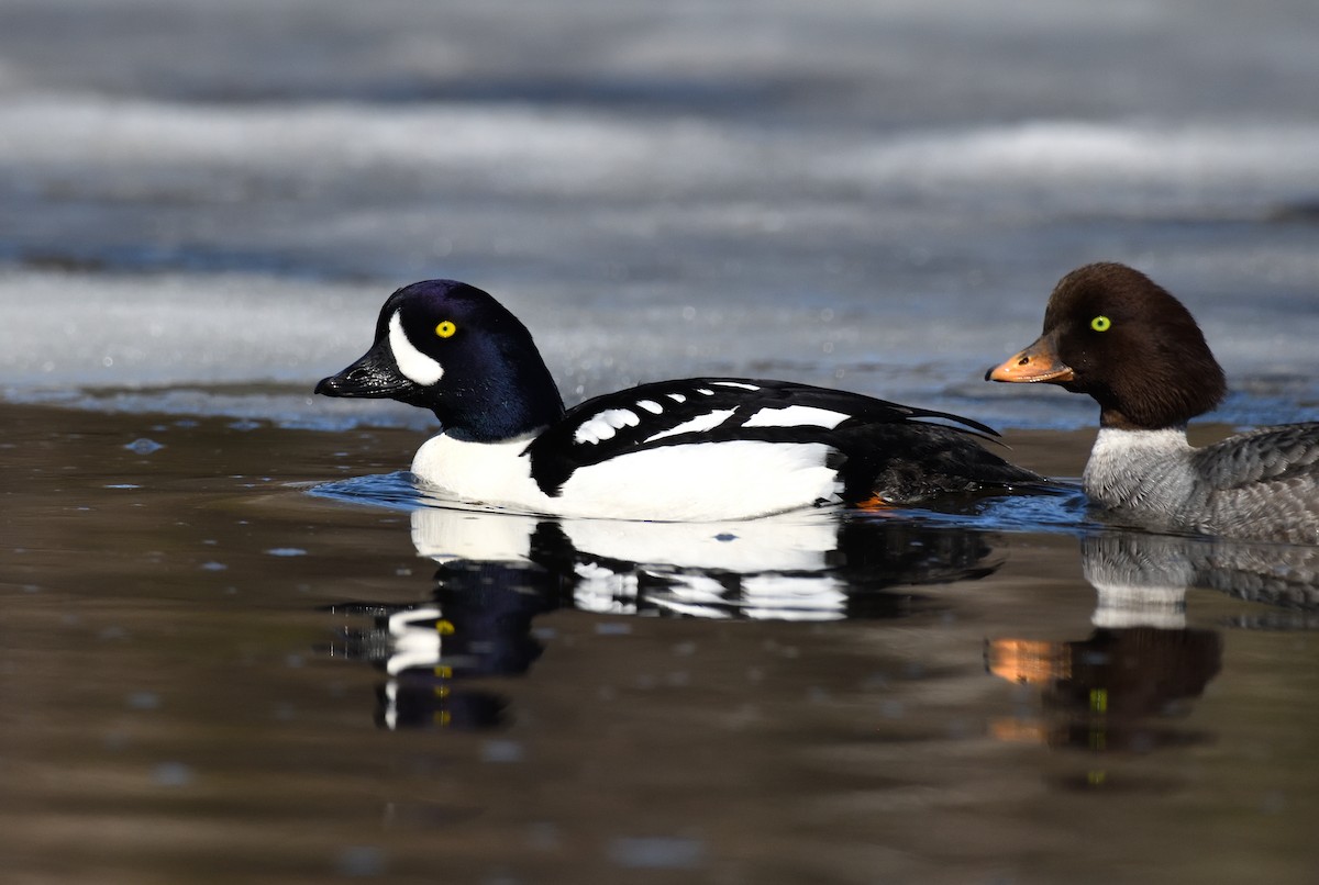 Barrow's Goldeneye - ML620150036