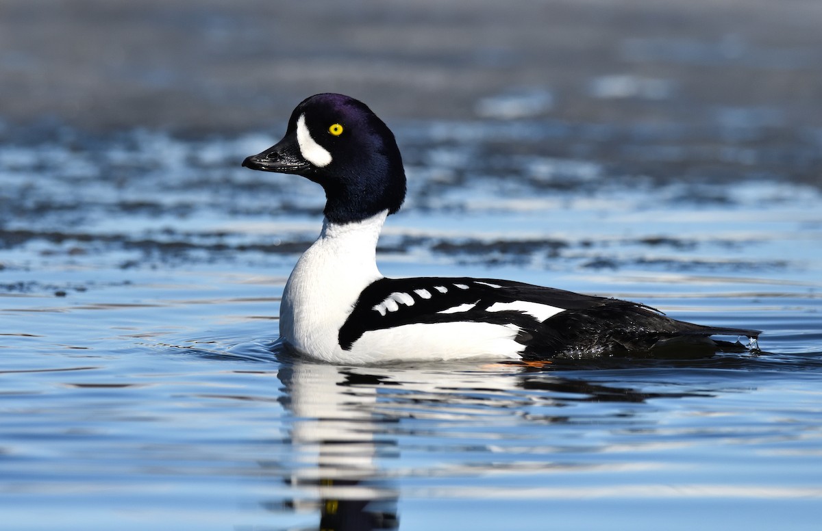 Barrow's Goldeneye - ML620150043