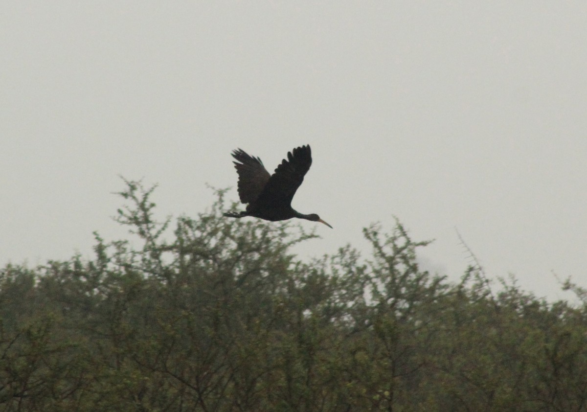 Limpkin - Vicky Bonifacio