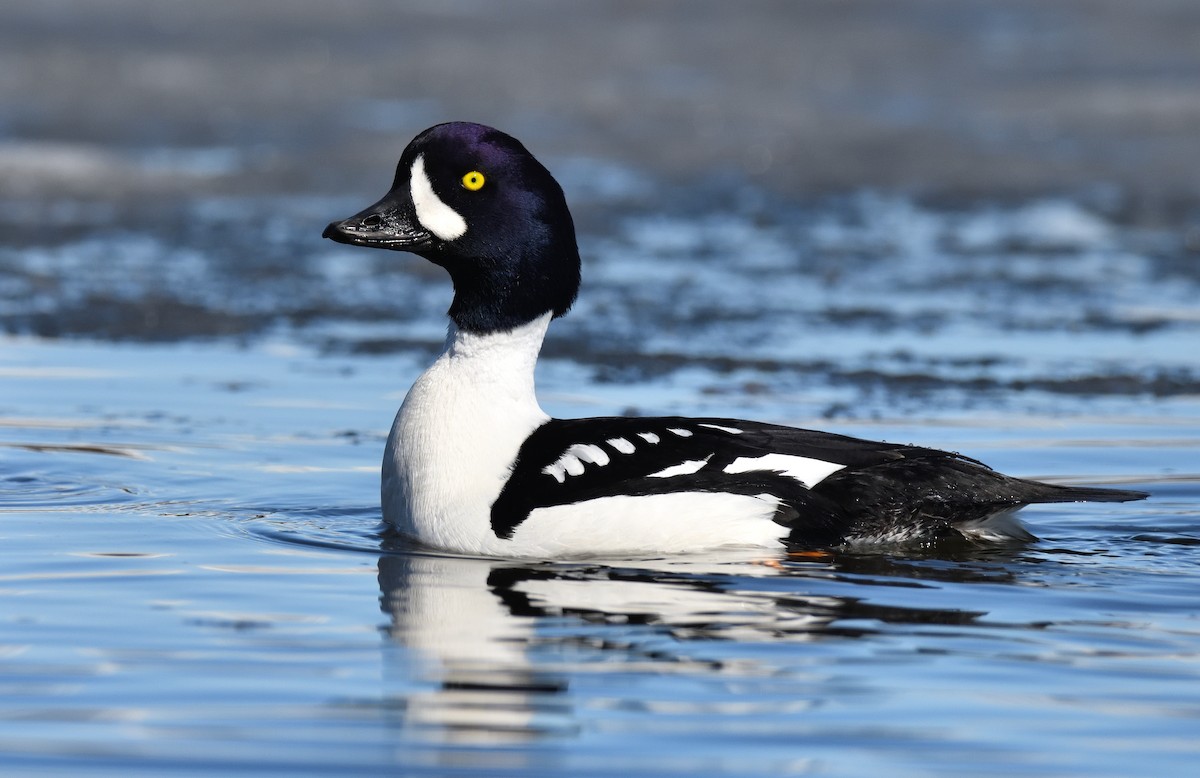 Barrow's Goldeneye - ML620150047