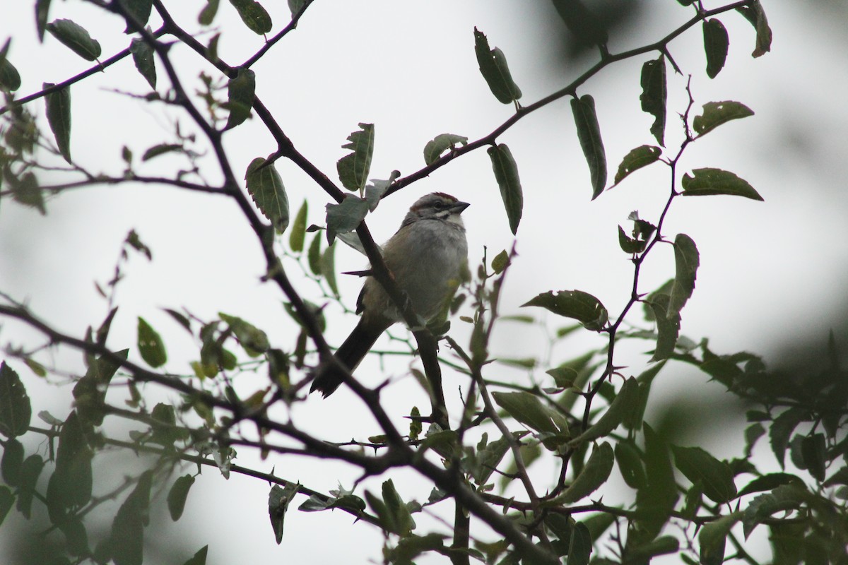Chaco Sparrow - ML620150054