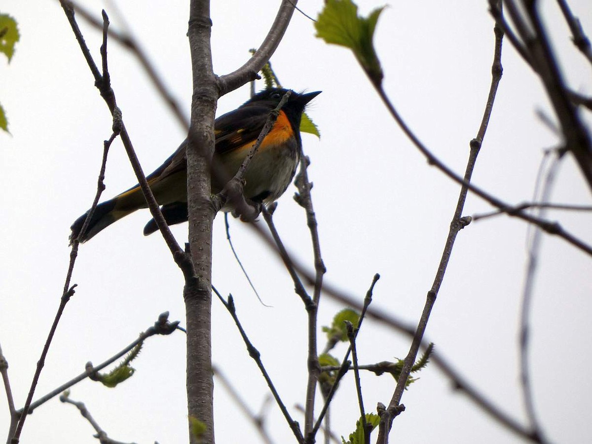 American Redstart - Brian Hill