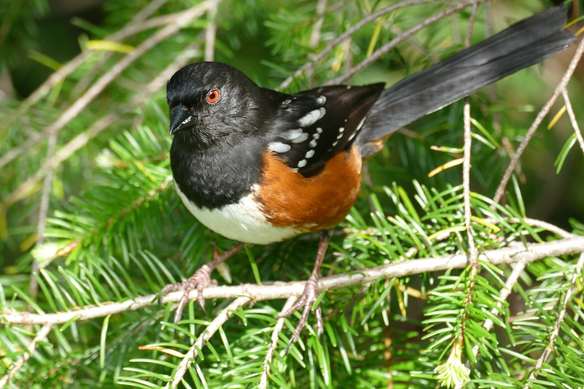 Spotted Towhee - ML620150060