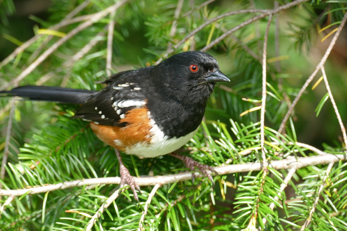 Spotted Towhee - ML620150066