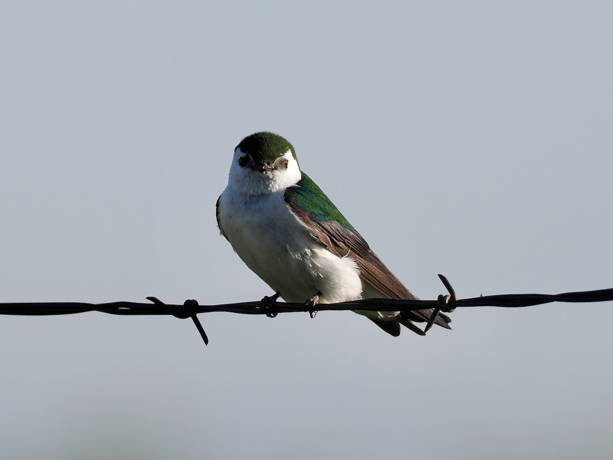 Violet-green Swallow - ML620150067