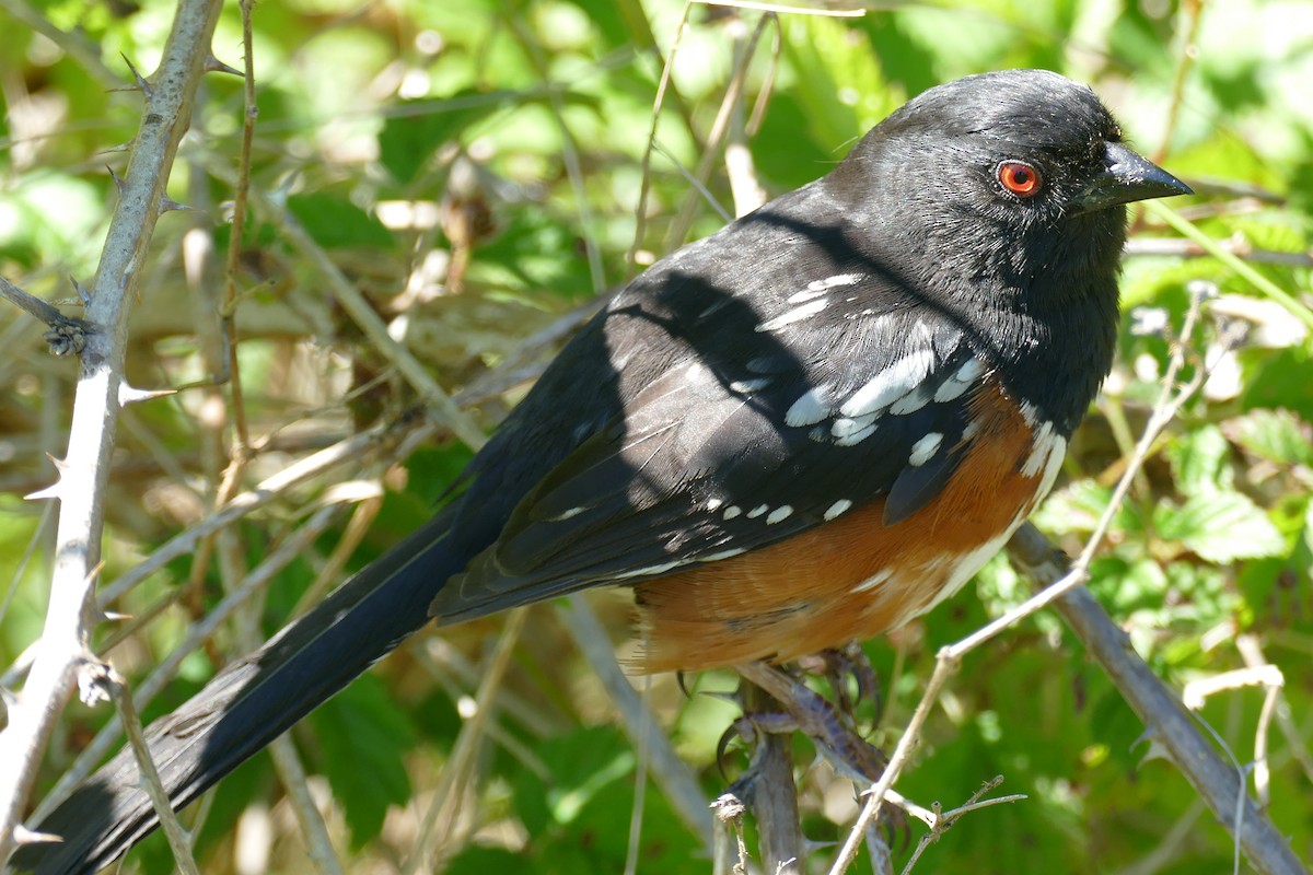 Spotted Towhee - ML620150072