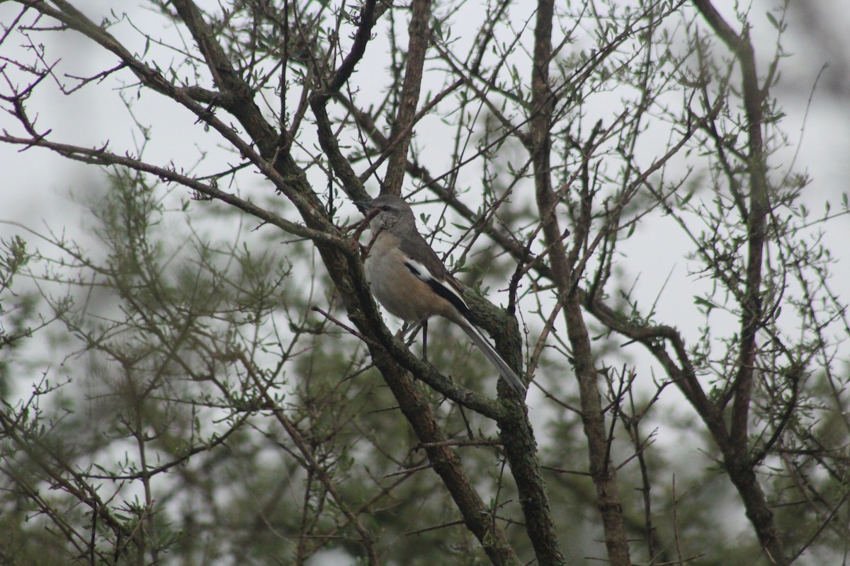 White-banded Mockingbird - ML620150073