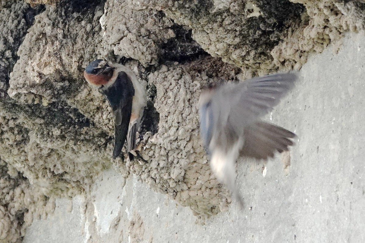 Cliff Swallow - ML620150087