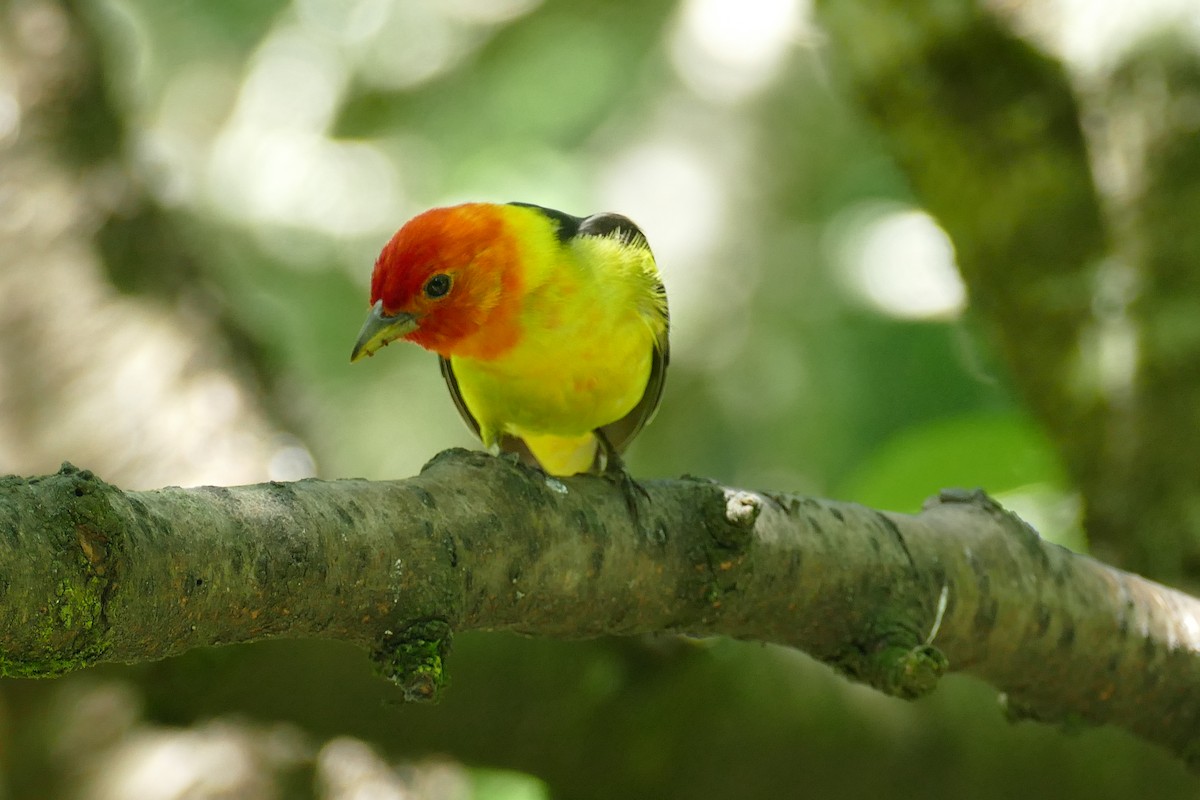 Western Tanager - ML620150104