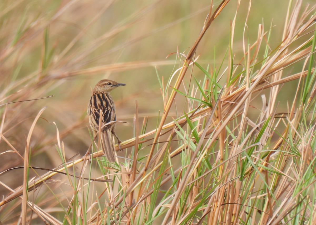 Striated Grassbird - ML620150107