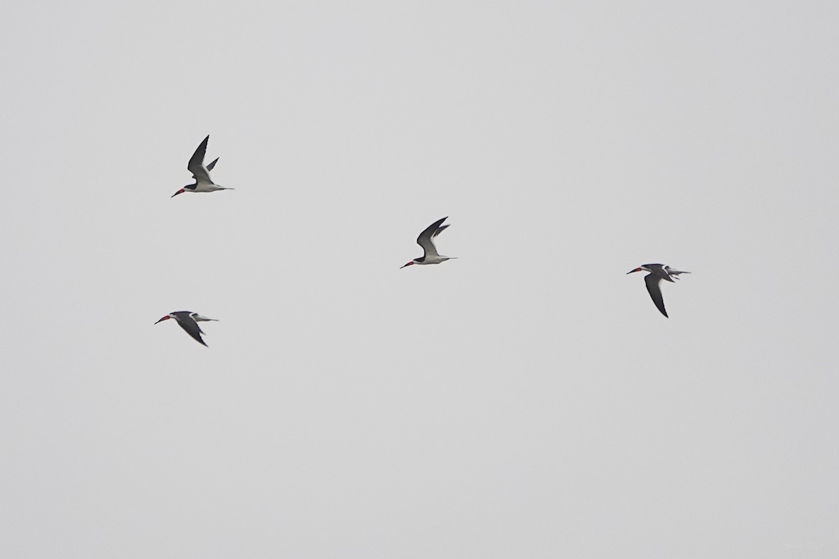 Black Skimmer - ML620150110