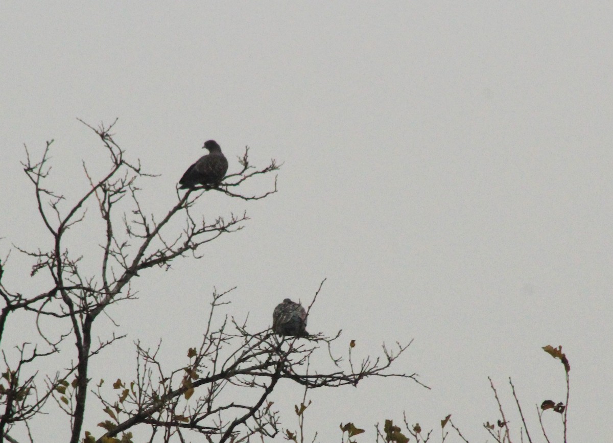 holub skvrnokřídlý - ML620150113