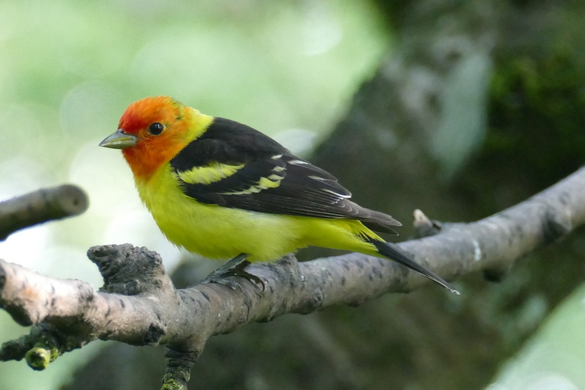 Western Tanager - ML620150114