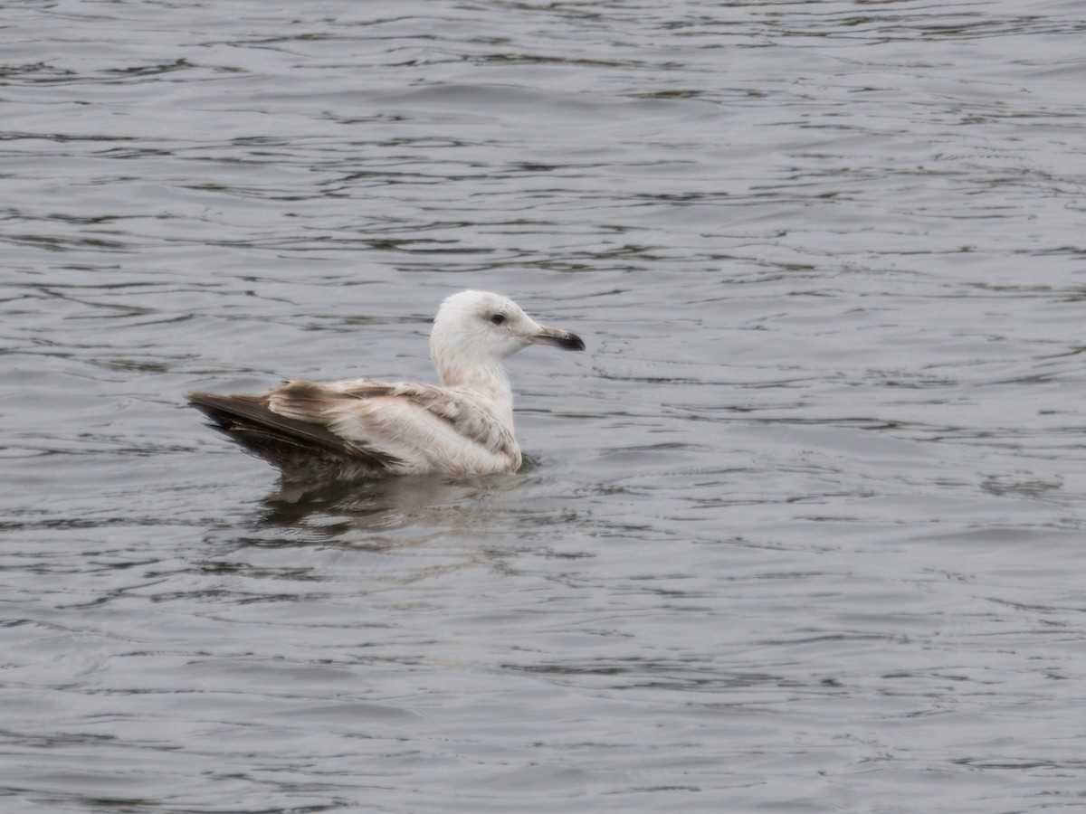 Herring Gull (American) - ML620150115