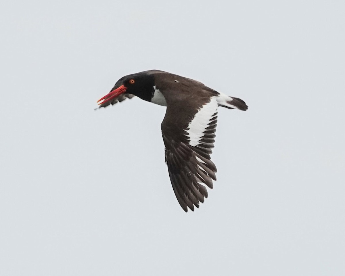 American Oystercatcher - ML620150120