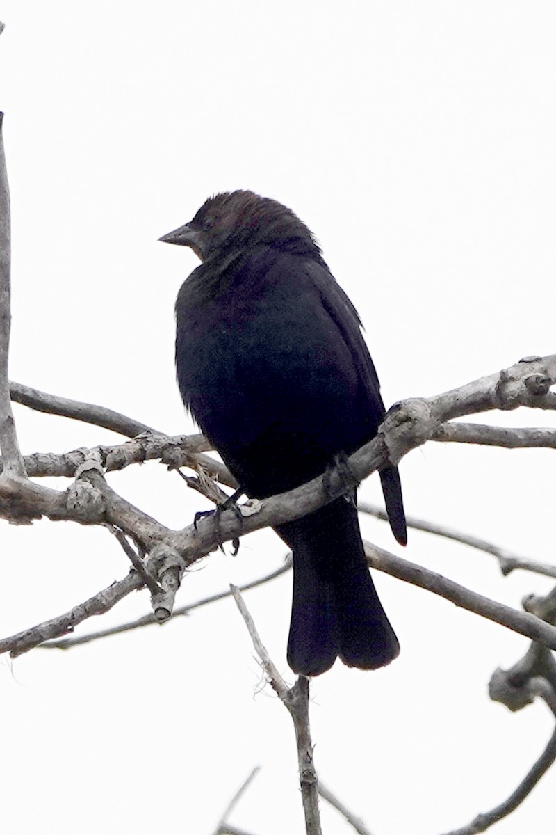 Brown-headed Cowbird - ML620150122