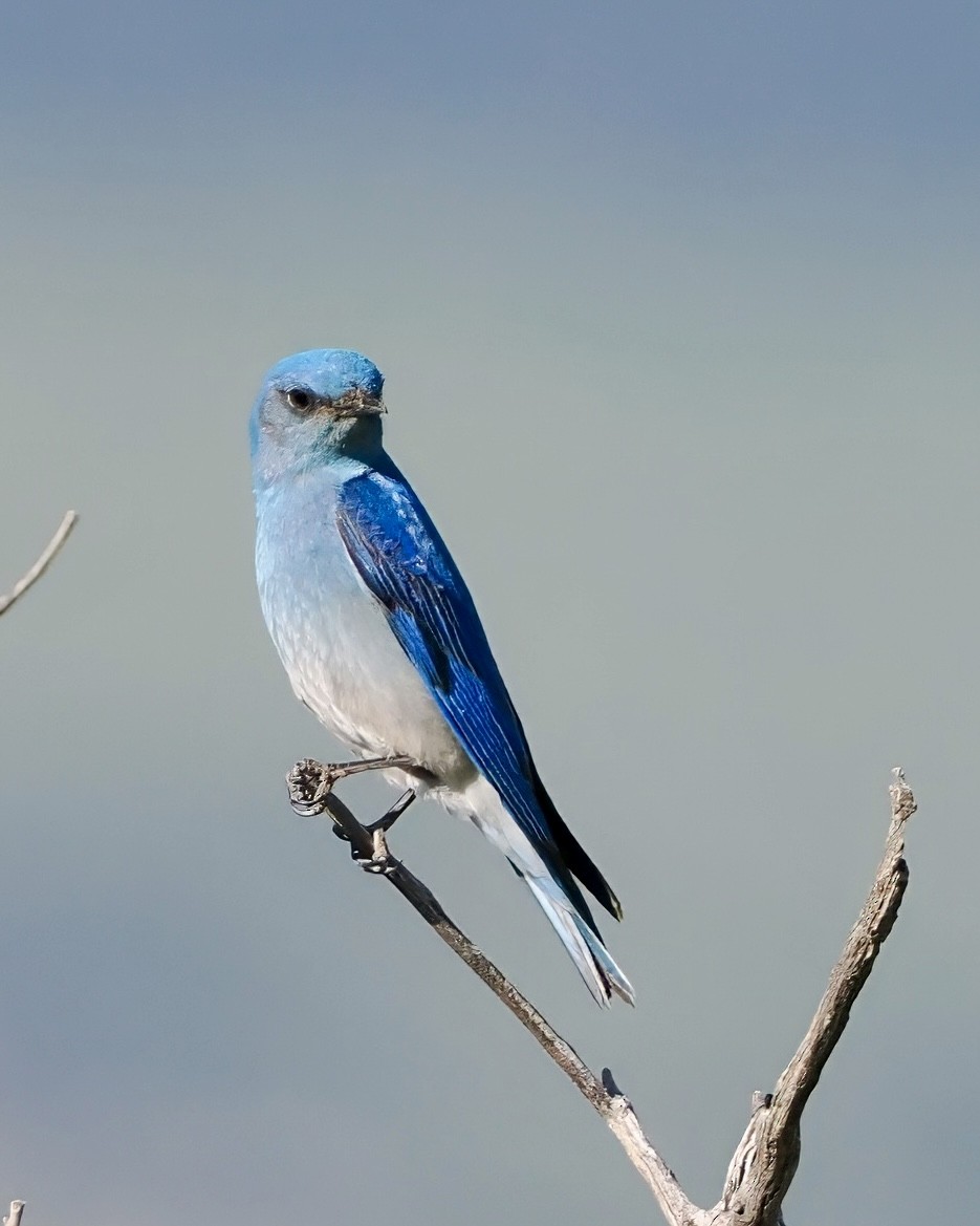 Mountain Bluebird - ML620150124