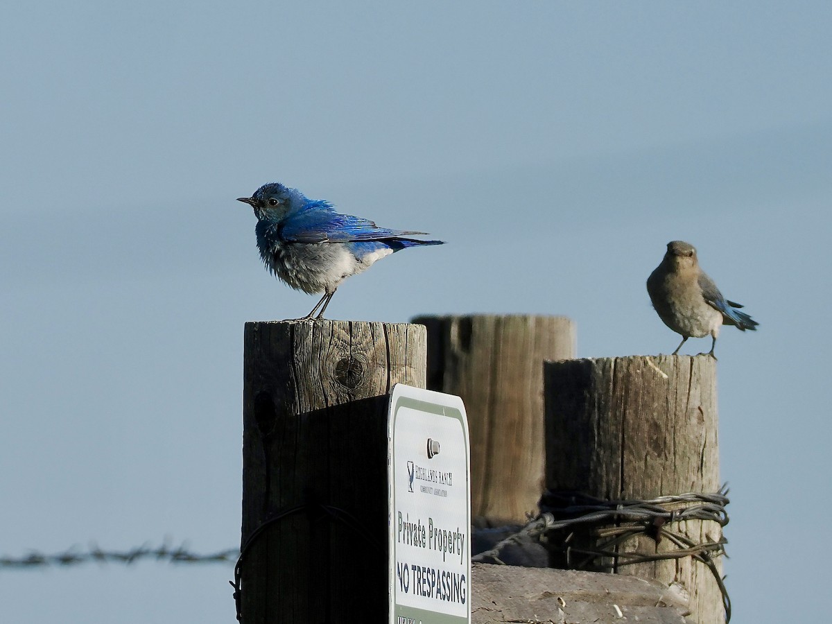 Mountain Bluebird - ML620150128