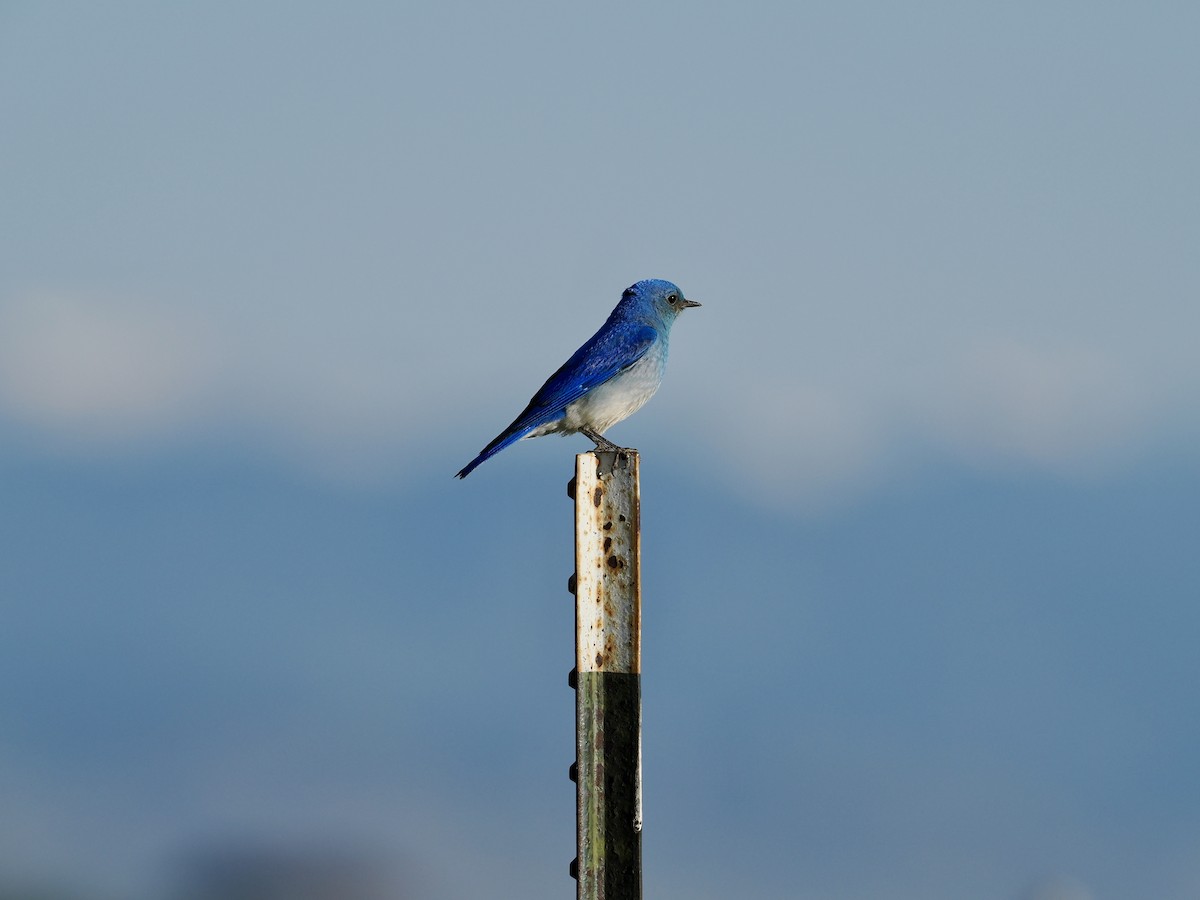 Mountain Bluebird - ML620150130