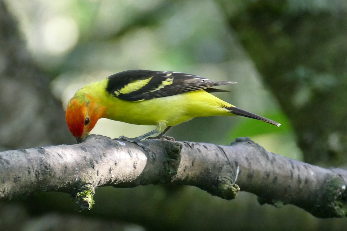 Western Tanager - ML620150132