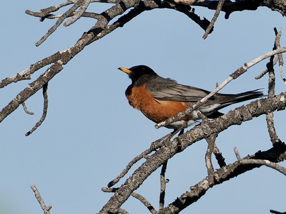 American Robin - Melody Serra