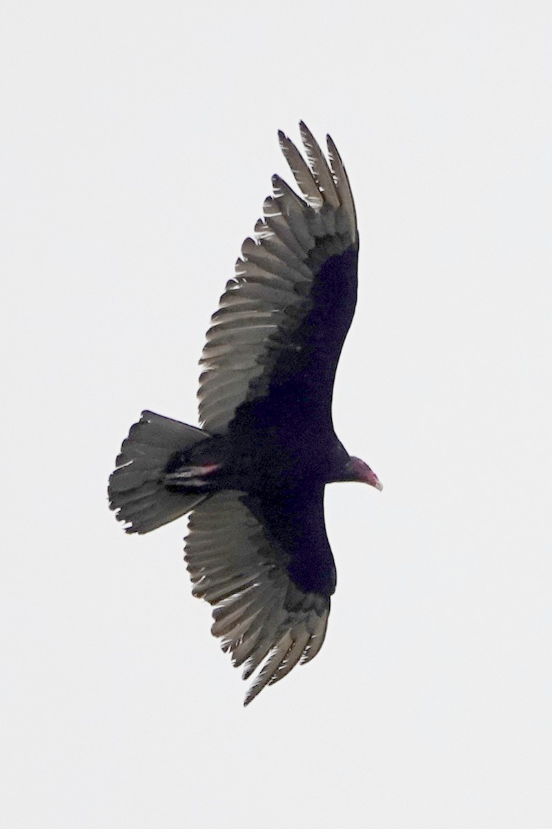 Turkey Vulture - ML620150138